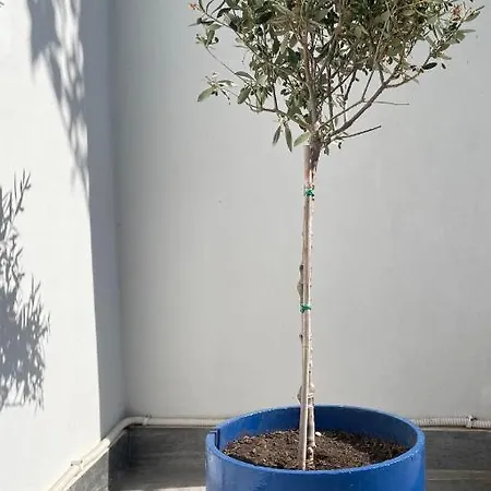 Pera Casa *